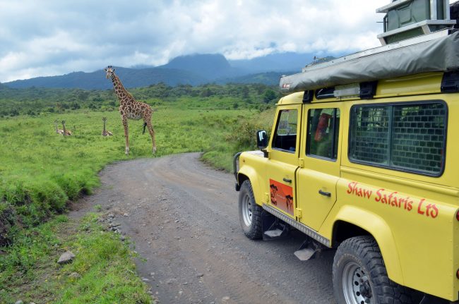 Giraffes on Safari in Tanzania by shaw safaris