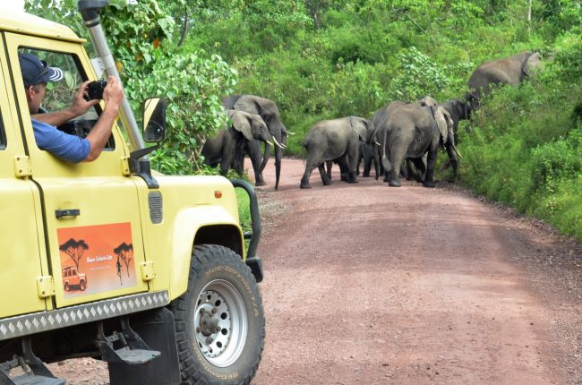 African elephants - Shaw Safaris Tanzania