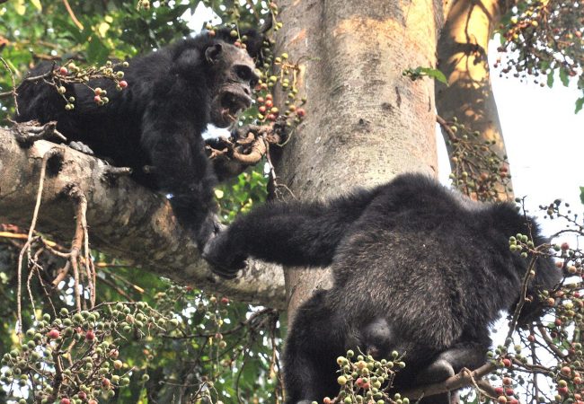 Adult_male_chimps_in_mahale MAHALE MOUNTAINS
