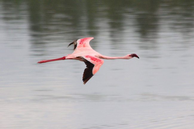 Arusha National Park & Mount Meru