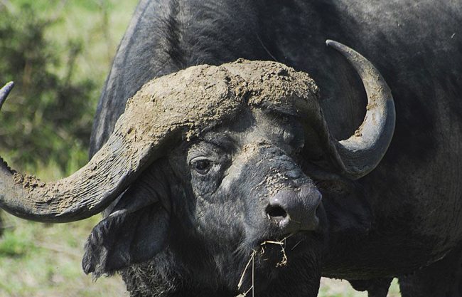 Saadani Game Reserve