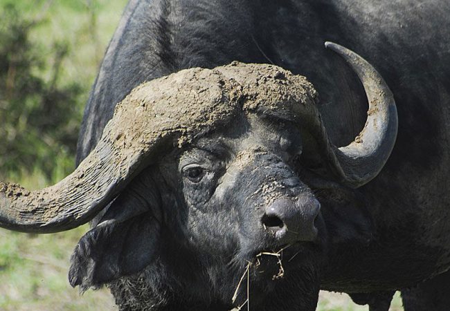 Bush-Buffalo-1 Saadani Game Reserve