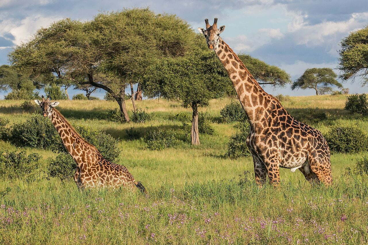 Tarangire National Park Tanzania