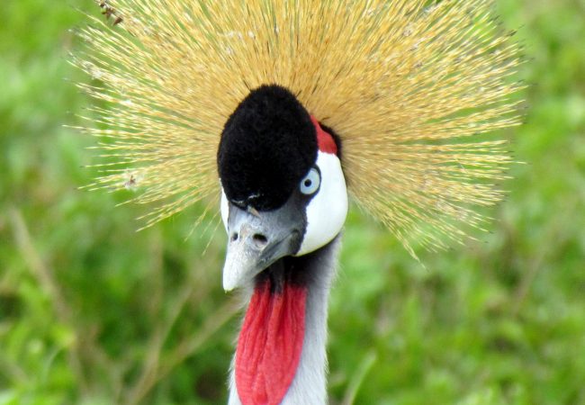Grey_Crowned_Crane-2 Grey Crowned Crane