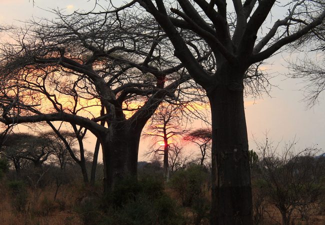 RuahaNP Ruaha National Park
