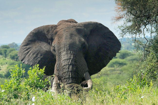 Mahale Mountains And Gombe Stream