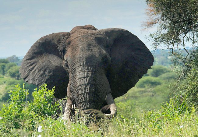 Tembo-Tarangire Mahale Mountains And Gombe Stream