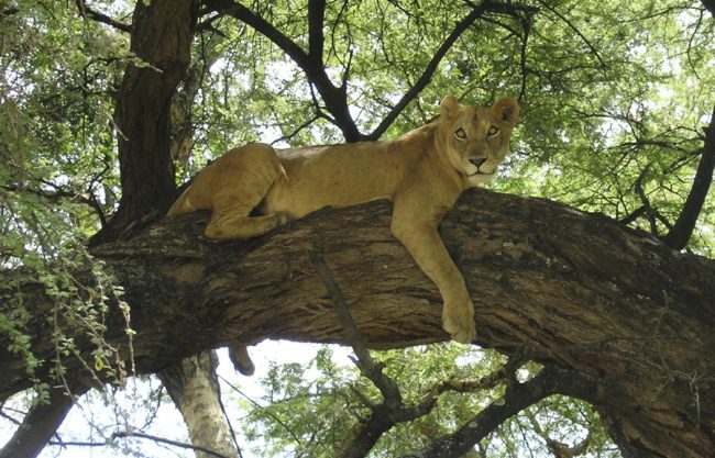 lion in tree tree, lion, tale, branch, shade
