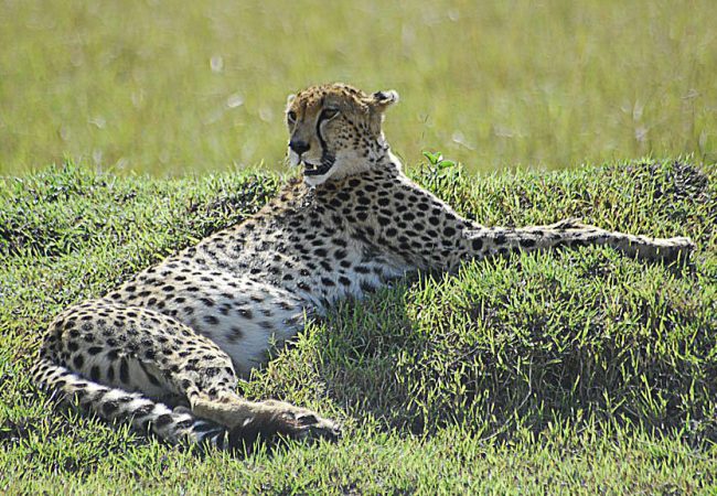 gallery-42 Serengeti National Park