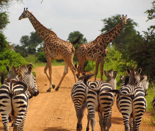 zebras Mikumi National Park Mikumi National Park