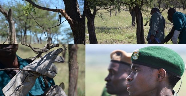 snare large rangers, beret, green, bush, snare, wirr