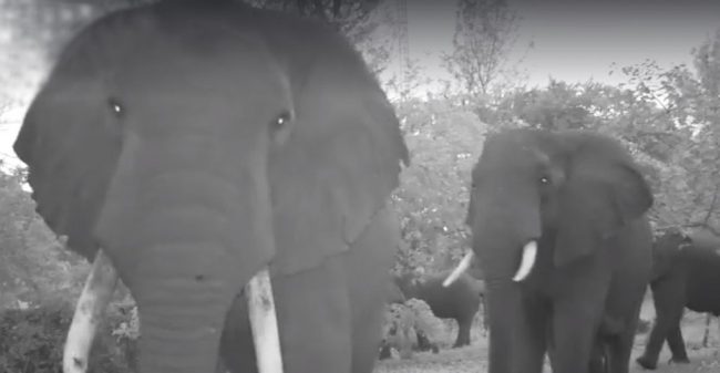 Elephants in the garden elephants, garden, morning, trunk, tusks