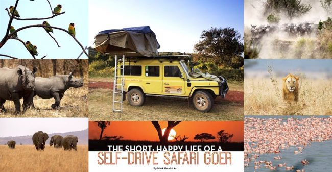 safari goer feature rhino, lion, 4WD, birds, migration, buffulo, wilderbeest, elephants, flamingo