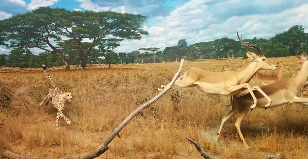 cheetah chasing ruaha blog leopard, impala, deer, africa, trees. chase