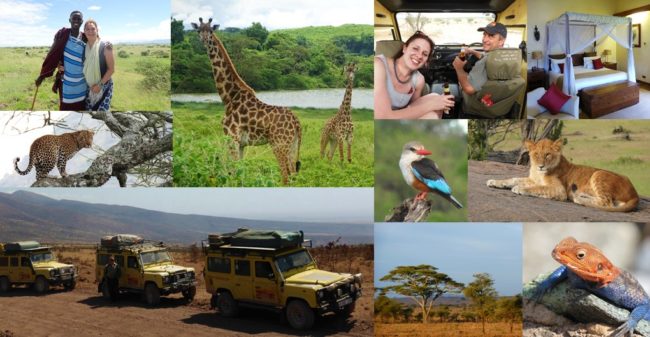 shaw image update blog animals, masaai, giraffe, 4X$, lizard,lion, leopard, bird, colour, orange, blue