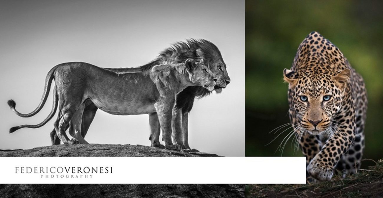 lions, leopard, photos, wildlife, photography, wiskers
