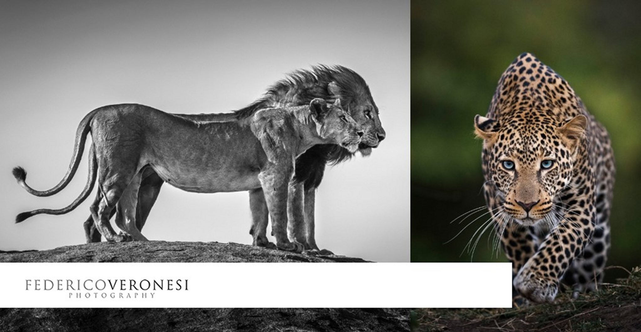lions, leopard, photos, wildlife, photography, wiskers