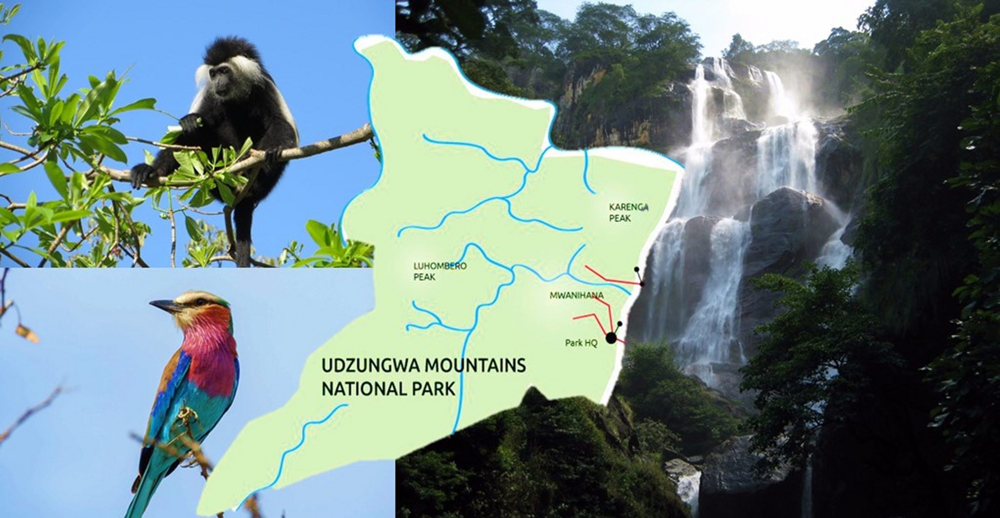 monkey, bird, colourful, mountain, waterfall