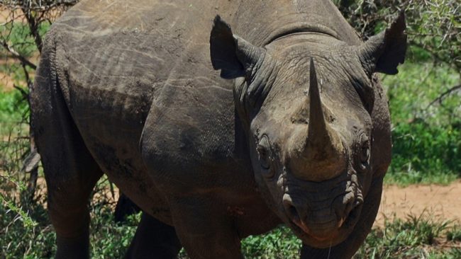black rhino black rhino, bush, wilderness, horn, ears, head
