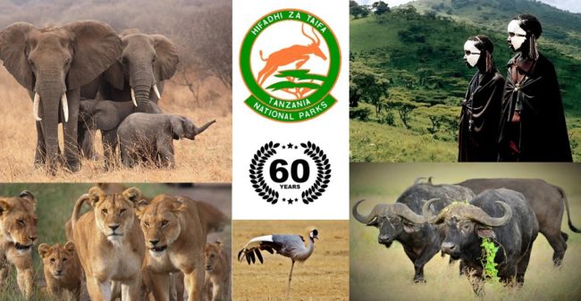 shaw dec blog elephant, tust, horn, buffalo,lion, bird, masaai, tribes women