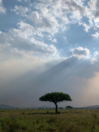 Safari Tanzania